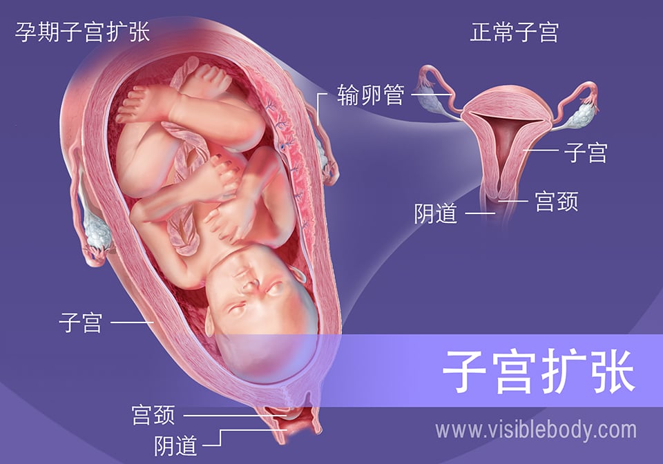 怀孕期间子宫大小的变化